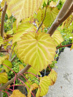 Image of Dove Tree