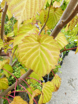 Image of Dove Tree