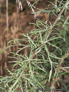 Image of San Diego sagewort