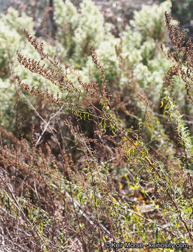 Image of San Diego sagewort