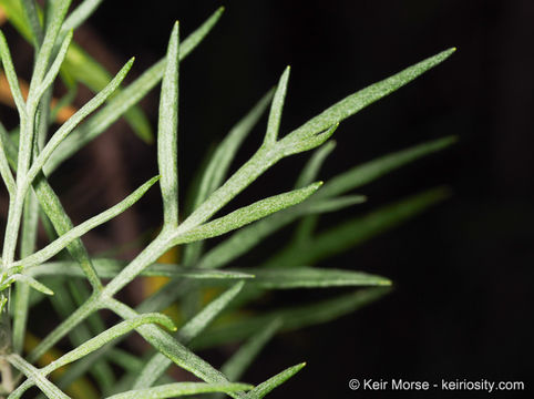 Image of San Diego sagewort