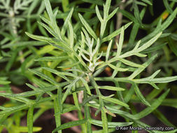 Image of San Diego sagewort