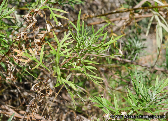 Image of San Diego sagewort