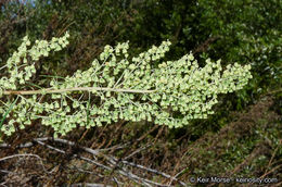 Image of San Diego sagewort