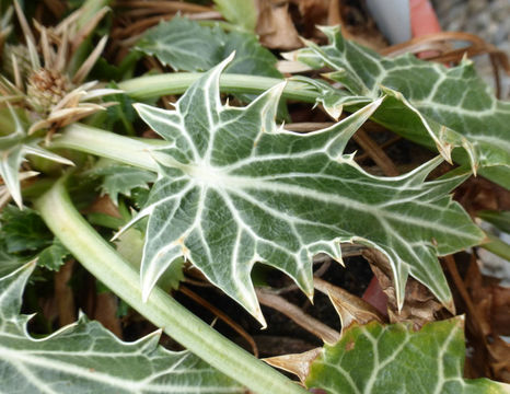 Image of Eryngium variifolium Coss.