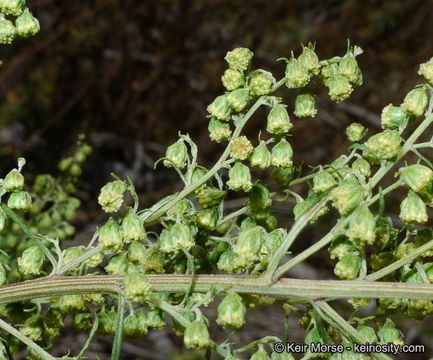 Image of San Diego sagewort