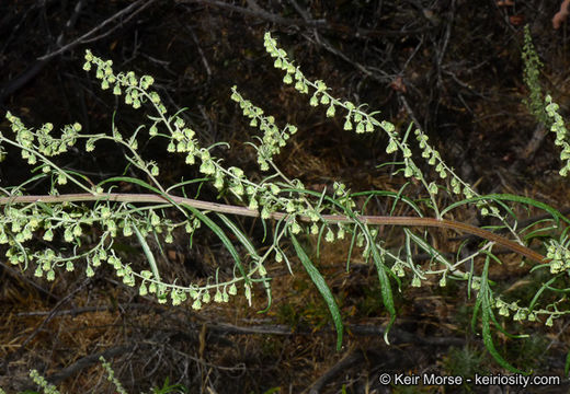 Image of San Diego sagewort