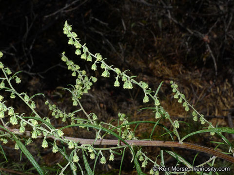 Image of San Diego sagewort