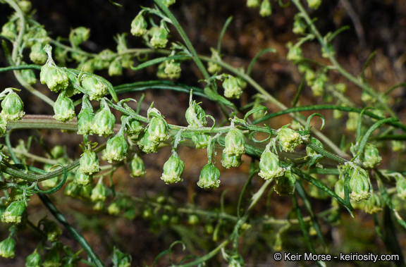 Image of San Diego sagewort