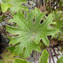 Image of Farfugium