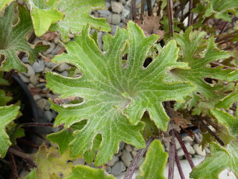 Image of Leopard plant