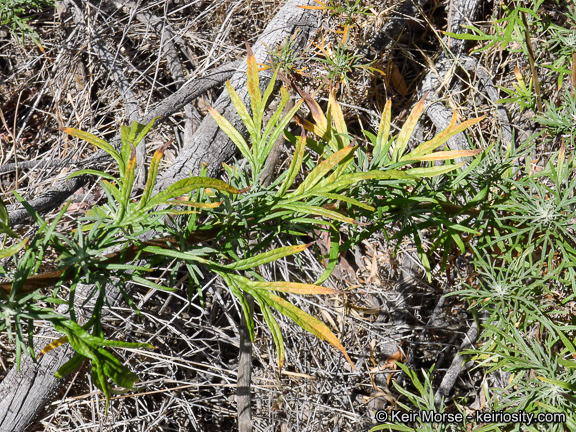 Image of San Diego sagewort