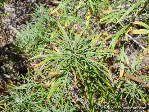 Image of San Diego sagewort