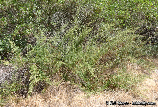 Image of San Diego sagewort