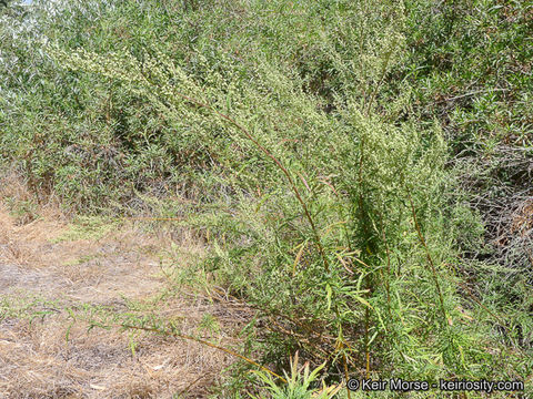 Image of San Diego sagewort