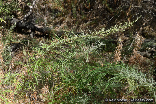 Image of San Diego sagewort