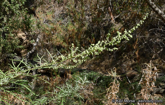 Image of San Diego sagewort