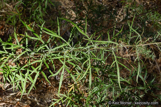 Image of San Diego sagewort