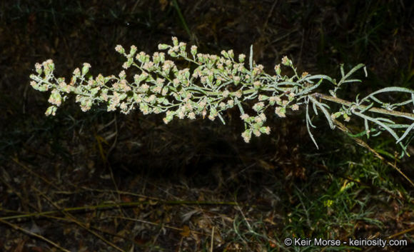 Image of San Diego sagewort