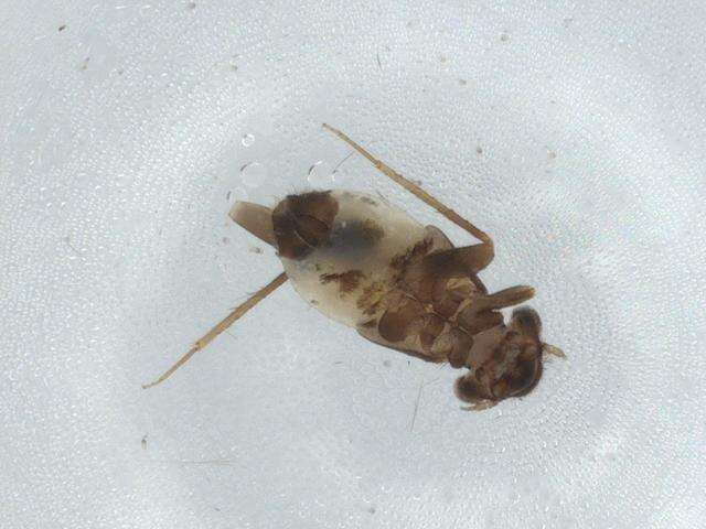 Image of Lepidopsocinae