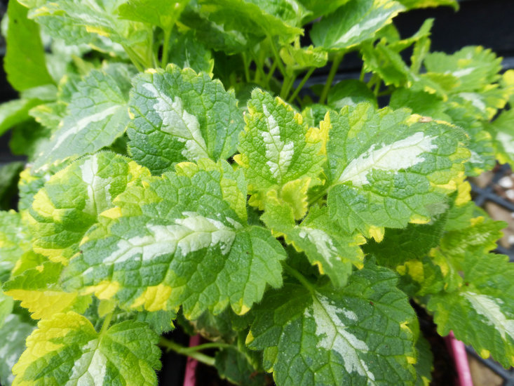 Image of spotted dead-nettle