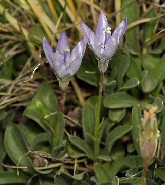 Campanula scabrella Engelm. resmi