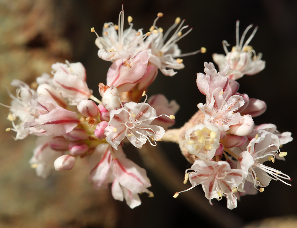 Image of Blue Mountain buckwheat