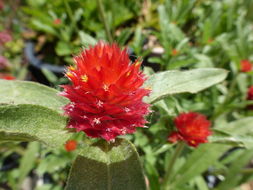 Image of globe amaranth