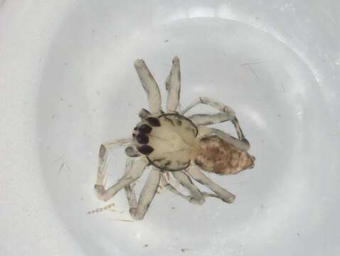 Image of senoculid spiders