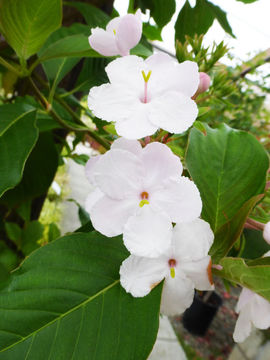 Image of Yunnan luculia