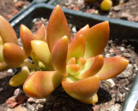 Image de Sedum nussbaumerianum Bitter