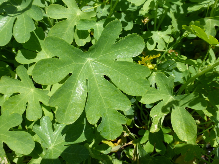 Image of Tropaeolum peregrinum L.