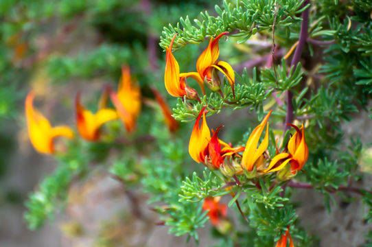 Image of Lotus maculatus Breitf.