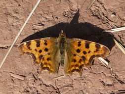 Image of Comma