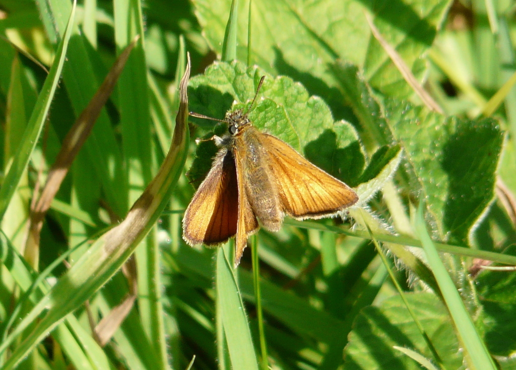 Image of small skipper