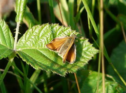 Image of small skipper