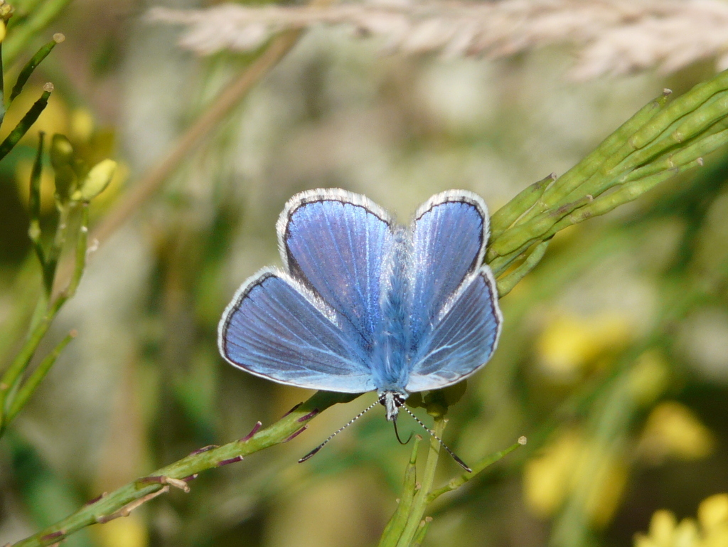 Image of common blue