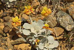 Image of Trinity buckwheat