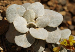 Image of Trinity buckwheat