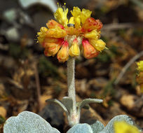 Image of Trinity buckwheat