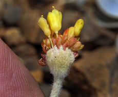 Image of Trinity buckwheat