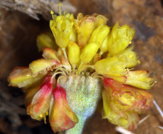 Image of Trinity buckwheat