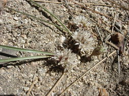 Image of Burlew's onion