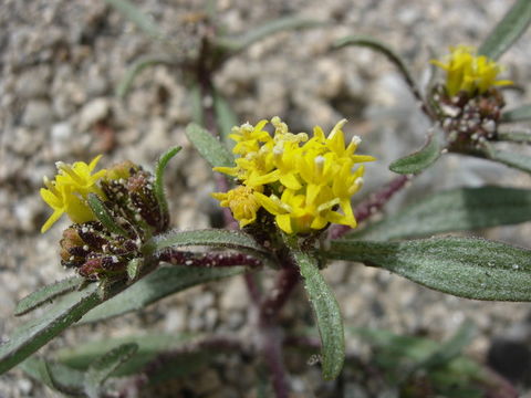 Imagem de Orochaenactis thysanocarpha (A. Gray) Coville