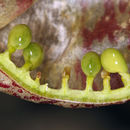 Image of Siskiyou milkvetch