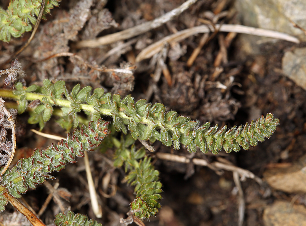 Image de Ivesia gordonii var. ursinorum (Jeps.) Ertter & Reveal