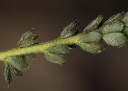 Image de Ivesia gordonii var. ursinorum (Jeps.) Ertter & Reveal