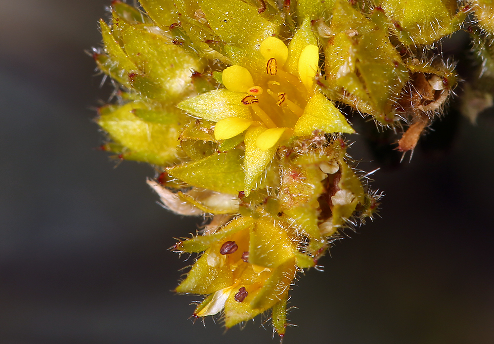 Image de Ivesia gordonii var. ursinorum (Jeps.) Ertter & Reveal