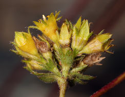 Image de Ivesia gordonii var. ursinorum (Jeps.) Ertter & Reveal