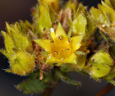 Image de Ivesia gordonii var. ursinorum (Jeps.) Ertter & Reveal